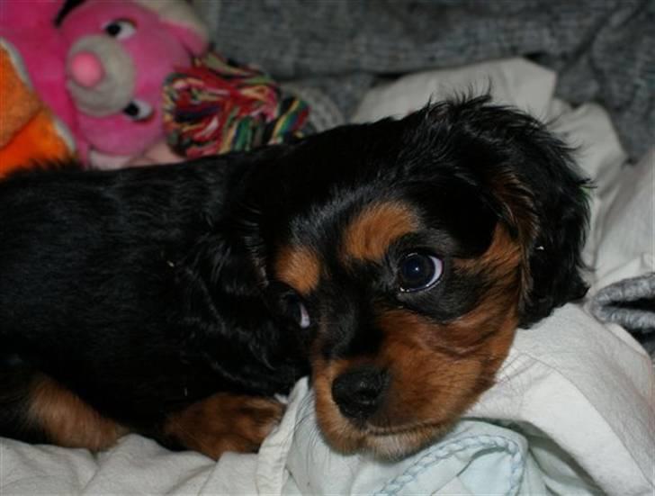 Cavalier king charles spaniel cæsar d 2 billede 6