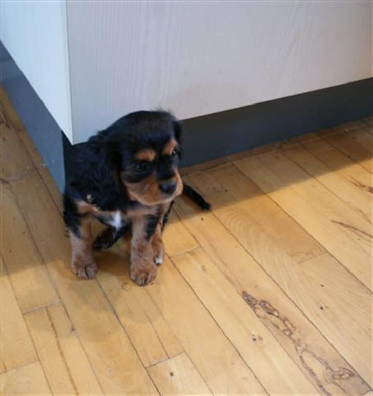 Cavalier king charles spaniel cæsar d 2 billede 7