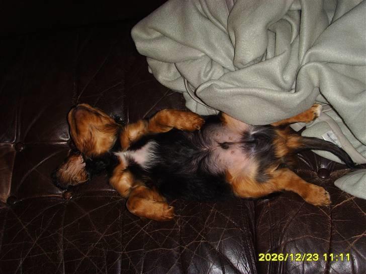 Cavalier king charles spaniel cæsar d 2 billede 8