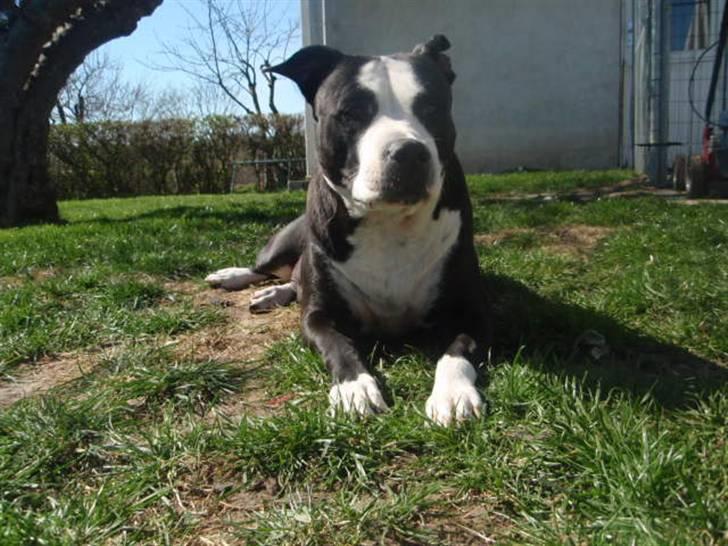 Amerikansk staffordshire terrier Nala billede 1