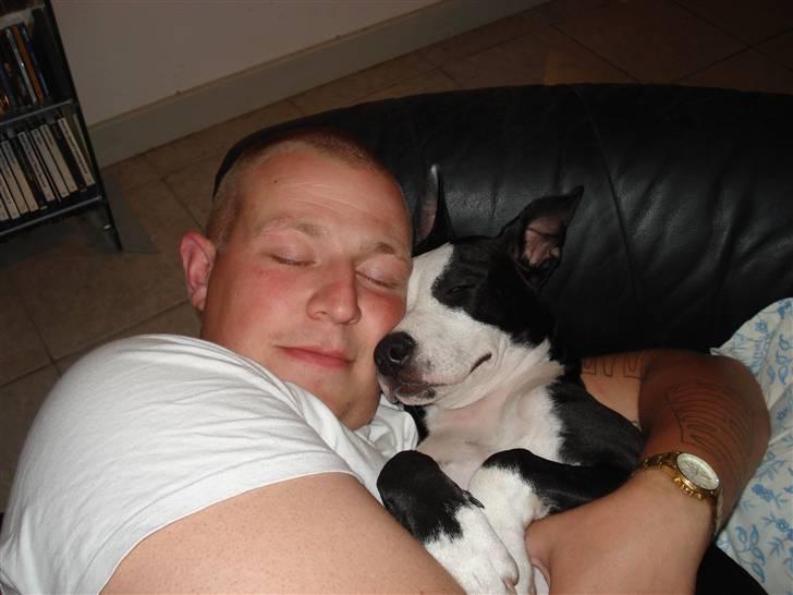 Amerikansk staffordshire terrier Nala billede 2