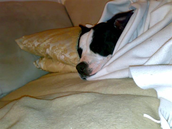 Amerikansk staffordshire terrier Nala billede 3