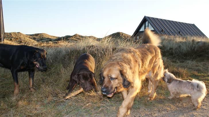 Rottweiler Chantie - Chantie og kæresten, Seiko. Kusinen Milo og kusinen Phoebe :O) billede 19