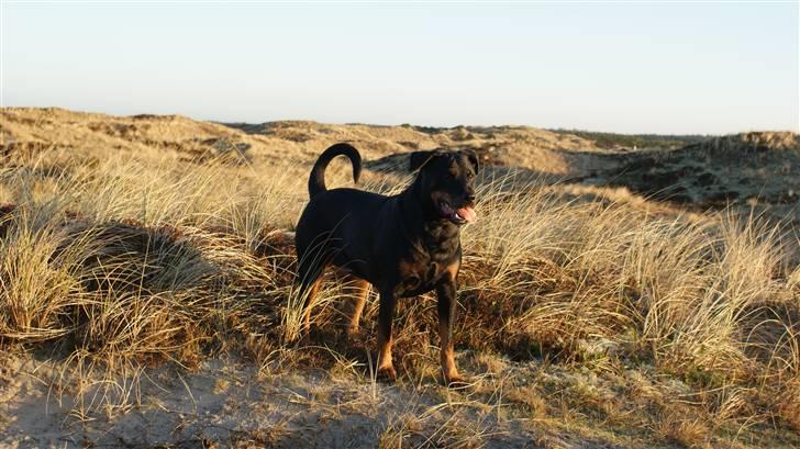 Rottweiler Chantie - Hun holder sig godt. Her er det fra vores årlige tur til vesterhavet hvor hundene ka komme over deres "vinterdepresion" :O) billede 20