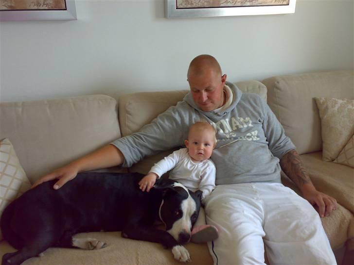 Amerikansk staffordshire terrier Nala billede 4