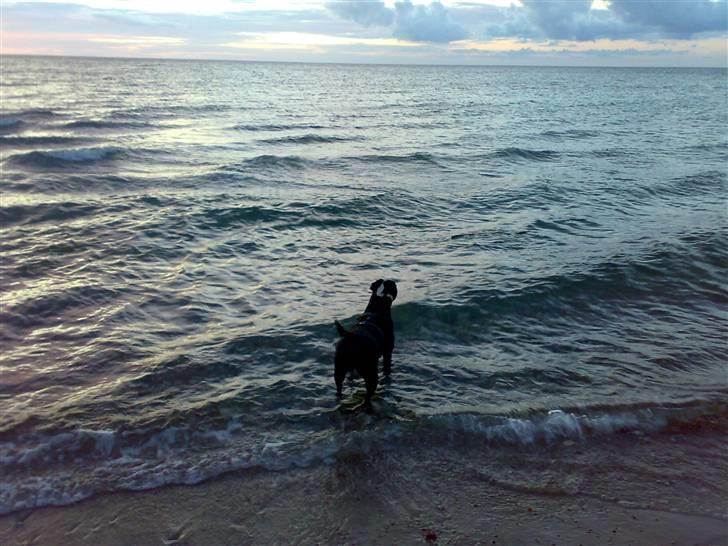 Amerikansk staffordshire terrier Nala billede 5