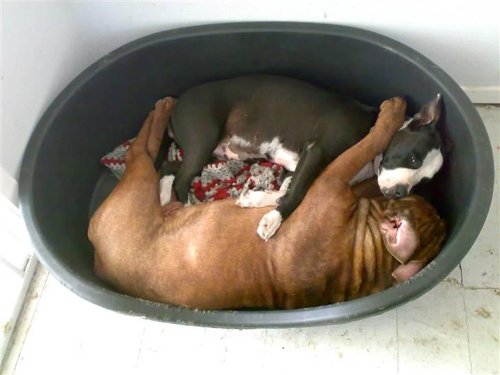 Amerikansk staffordshire terrier Nala billede 6