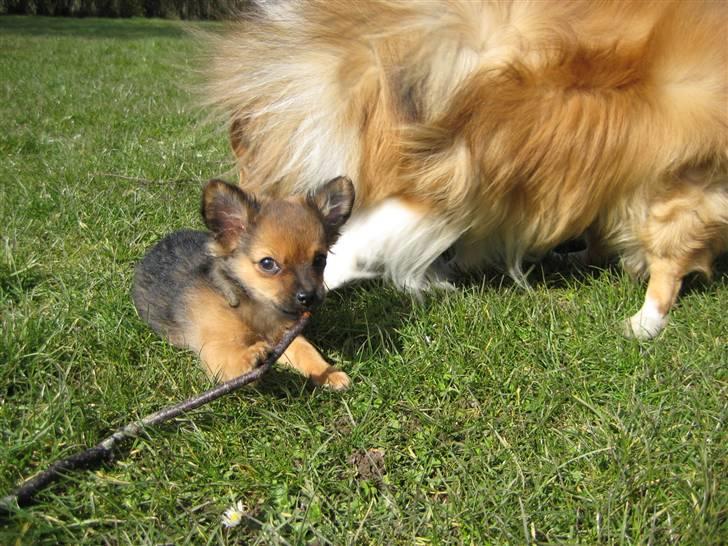 Chihuahua Oliver - Min onkel Chang, som er en Shetland Sheepdog, og mig. billede 16