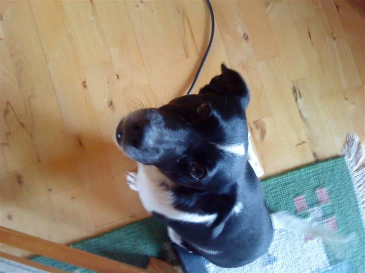 Dansk svensk gaardhund *Tøsen* billede 4