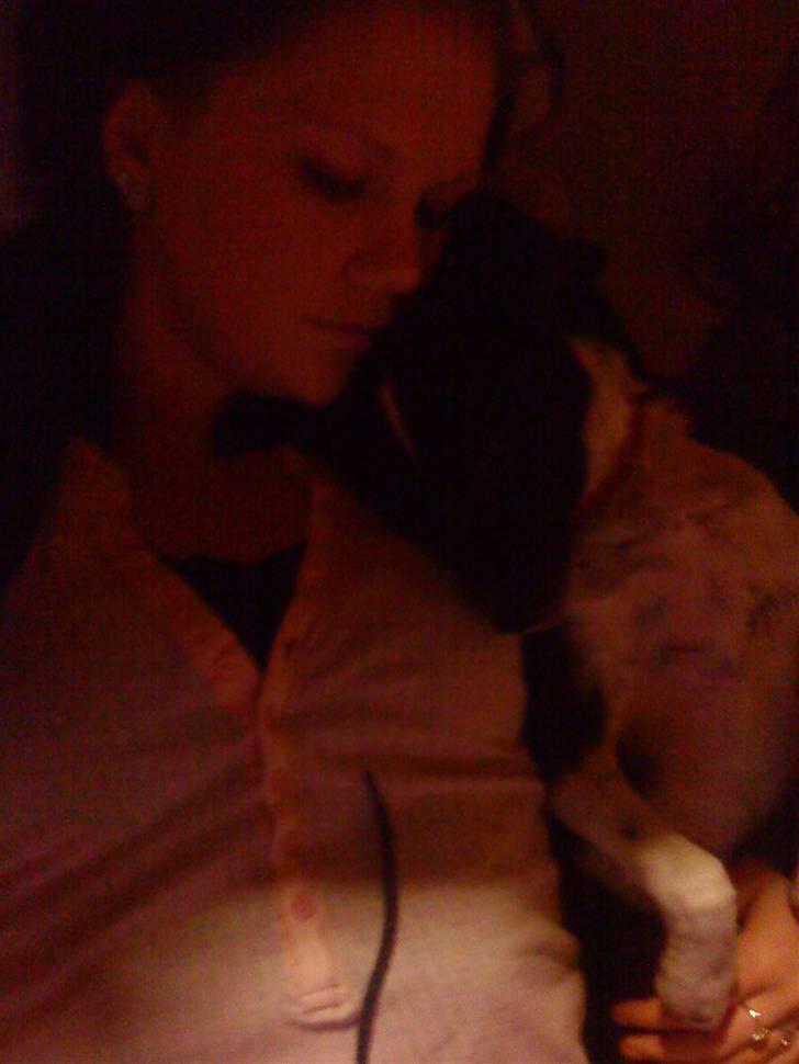 Dansk svensk gaardhund *Tøsen* billede 5