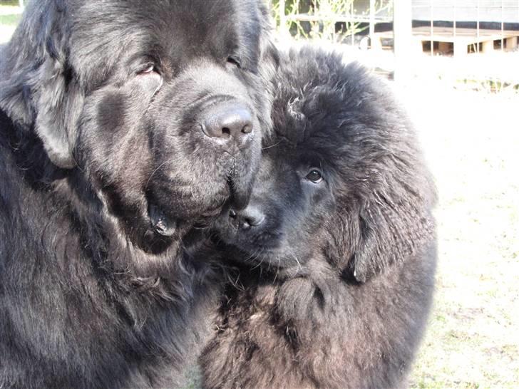 Newfoundlænder Hannibal (Cannon Bear's) - Forårsstemning - Hannibal & Ferdinand i haven 4. marts 2009 (Hannibal ca. 21 uger) billede 15