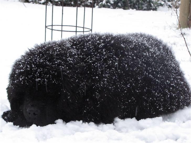Newfoundlænder Hannibal (Cannon Bear's) - Ikke et pindsvin, men Hannibal i sne 16.02.2009 billede 16
