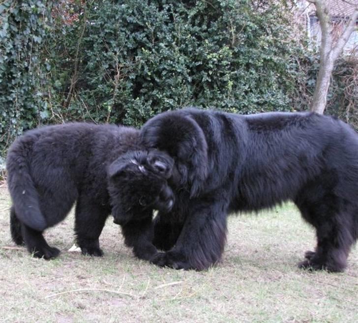 Newfoundlænder Hannibal (Cannon Bear's) - Så skal der leges!!! Hannibal knapt 4 mdr., Ferdinand godt 3 1/2 år billede 17