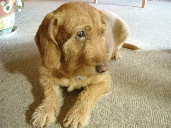 Basset fauve de bretagne Krauholt Kathleen billede 1