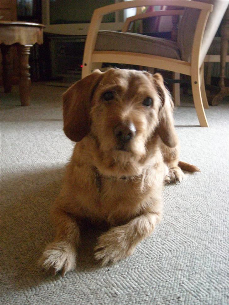 Basset fauve de bretagne Krauholt Kathleen billede 2