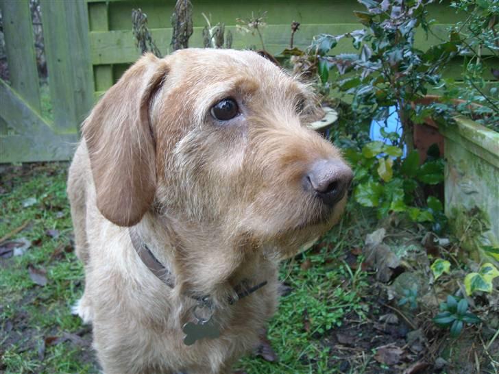 Basset fauve de bretagne Krauholt Kathleen billede 3