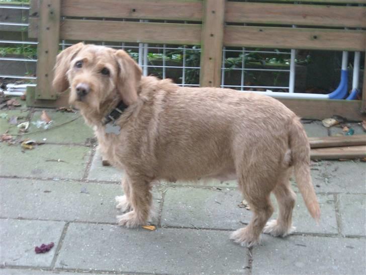 Basset fauve de bretagne Krauholt Kathleen billede 4