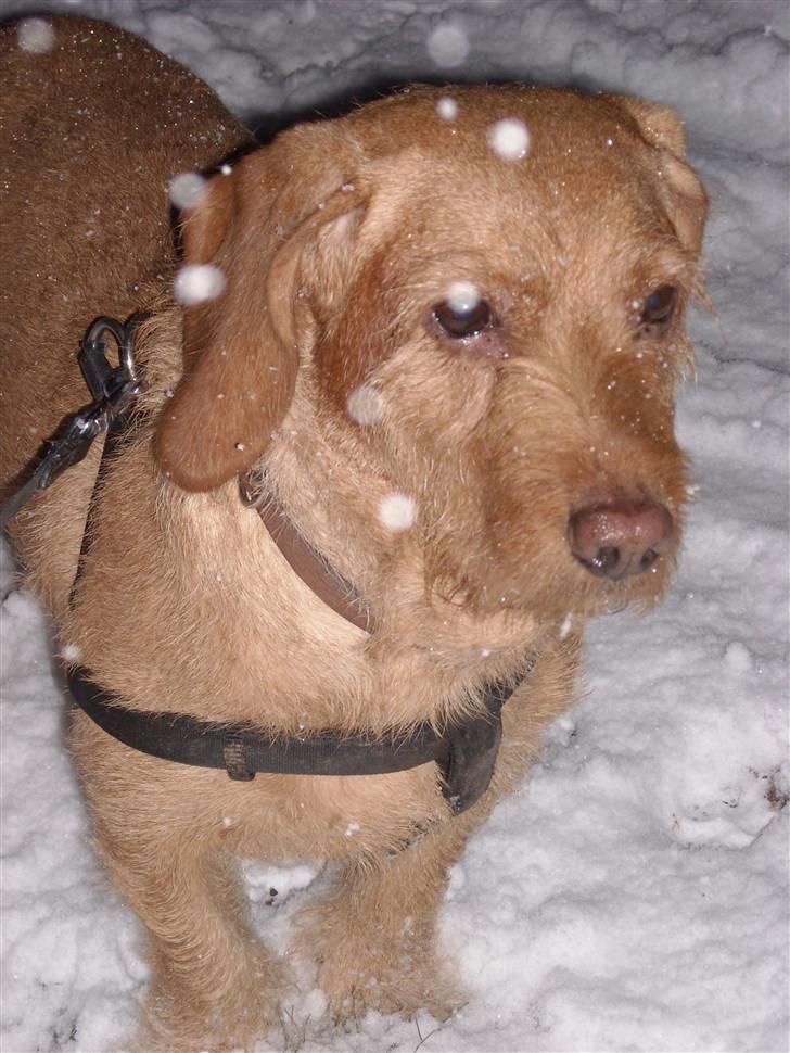 Basset fauve de bretagne Krauholt Kathleen billede 5