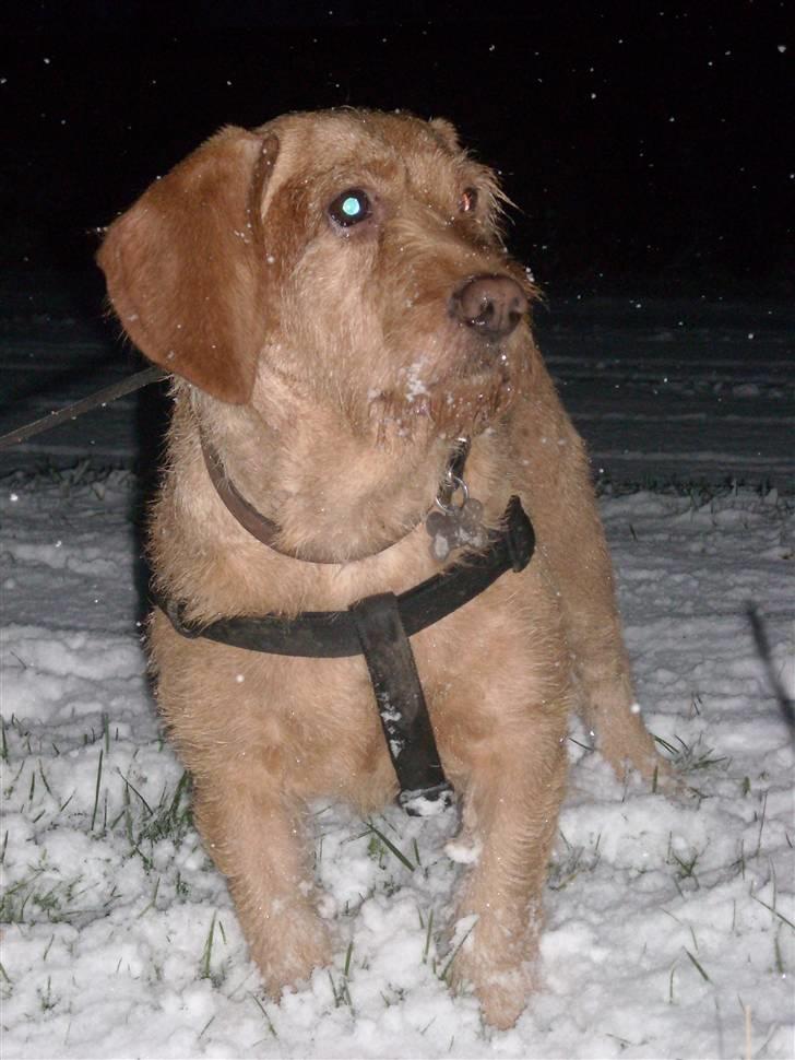 Basset fauve de bretagne Krauholt Kathleen billede 6