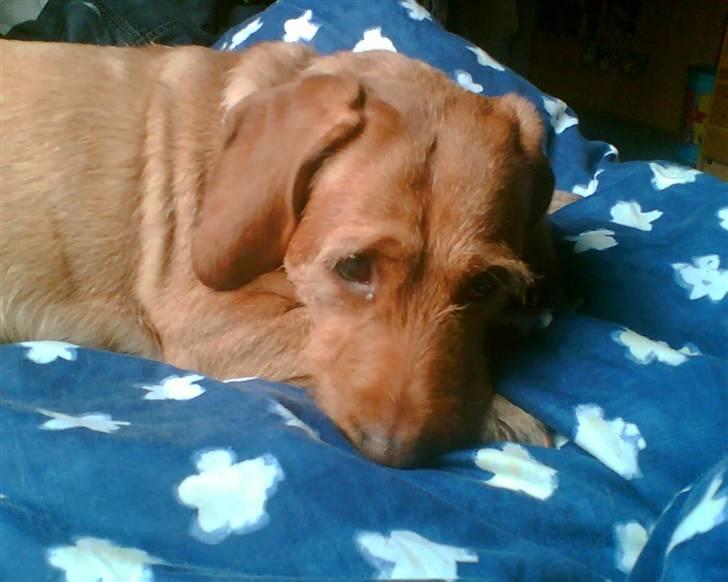 Basset fauve de bretagne Krauholt Kathleen billede 7