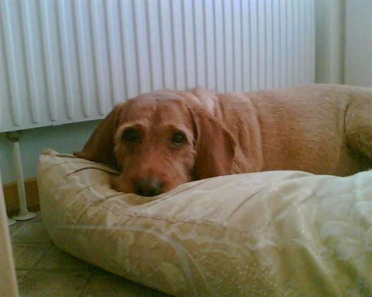 Basset fauve de bretagne Krauholt Kathleen billede 8