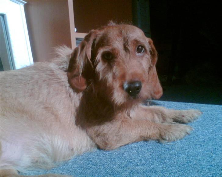 Basset fauve de bretagne Krauholt Kathleen billede 9