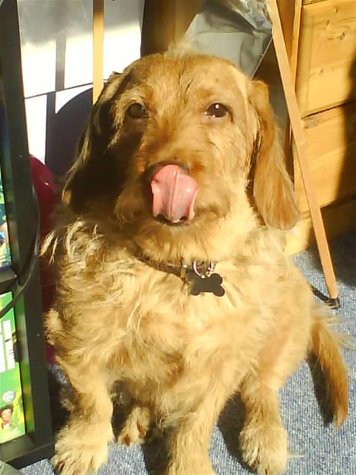 Basset fauve de bretagne Krauholt Kathleen billede 10