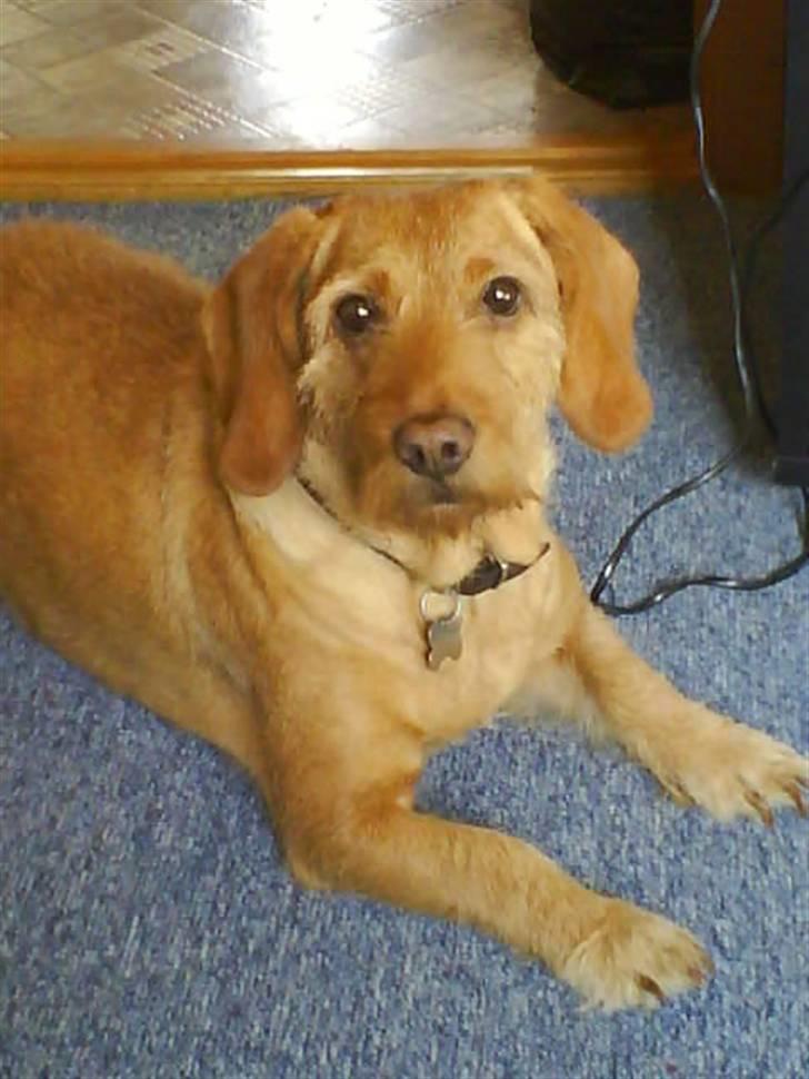 Basset fauve de bretagne Krauholt Kathleen billede 11