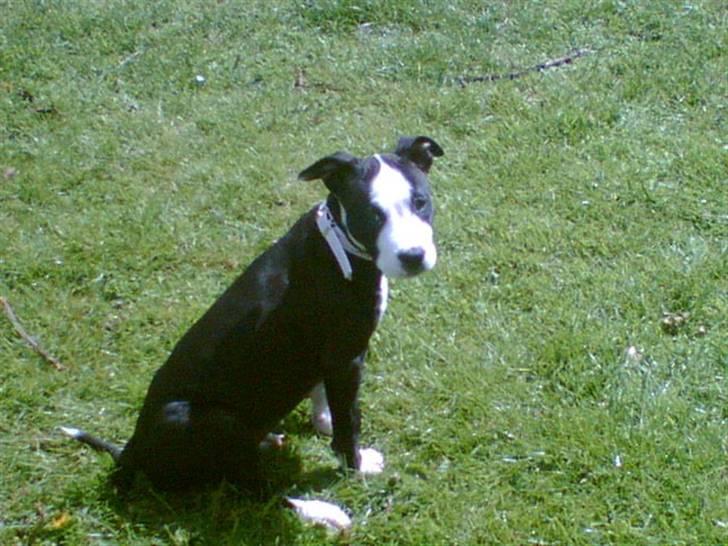 Amerikansk staffordshire terrier Nala billede 7