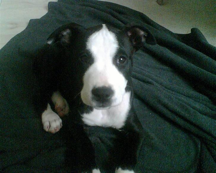 Amerikansk staffordshire terrier Nala billede 8