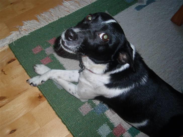 Dansk svensk gaardhund *Tøsen* billede 6