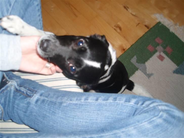 Dansk svensk gaardhund *Tøsen* billede 7