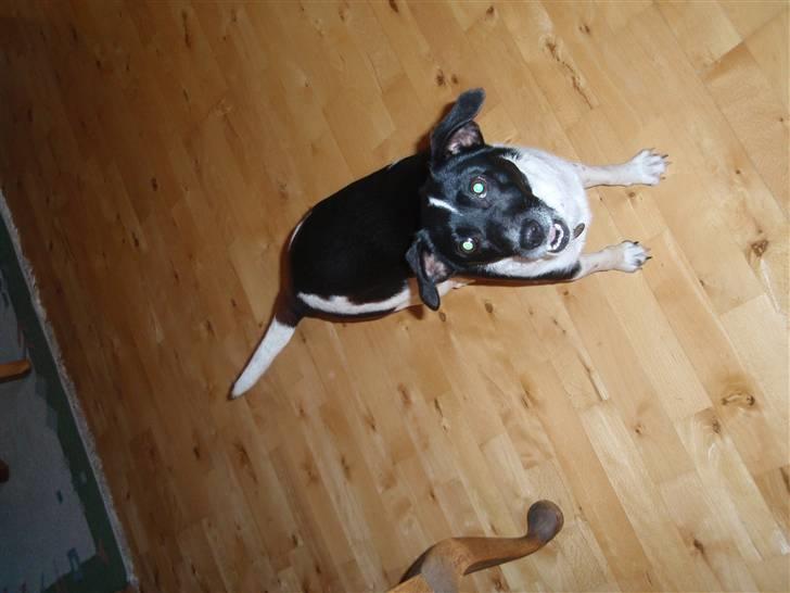 Dansk svensk gaardhund *Tøsen* billede 8