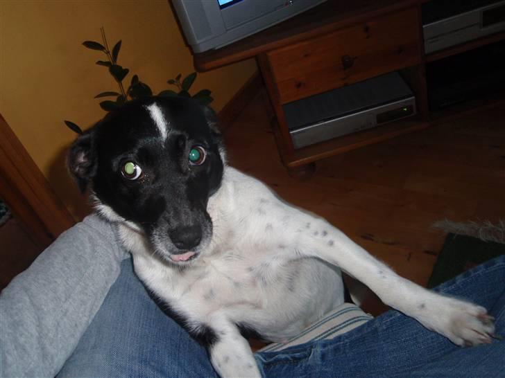 Dansk svensk gaardhund *Tøsen* billede 9