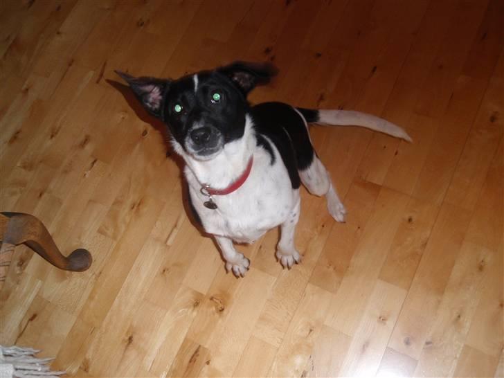 Dansk svensk gaardhund *Tøsen* billede 10