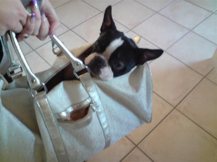 Boston terrier Tim billede 13