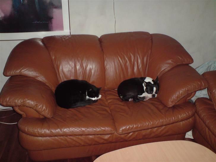 Boston terrier Tim billede 14