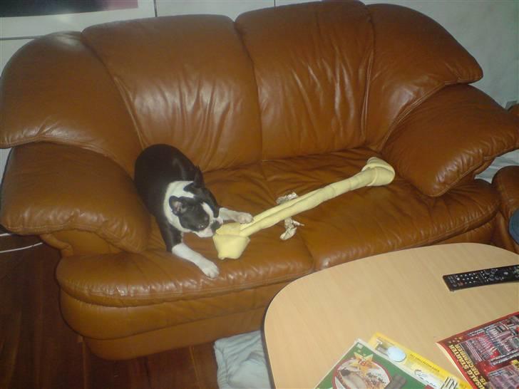 Boston terrier Tim billede 15