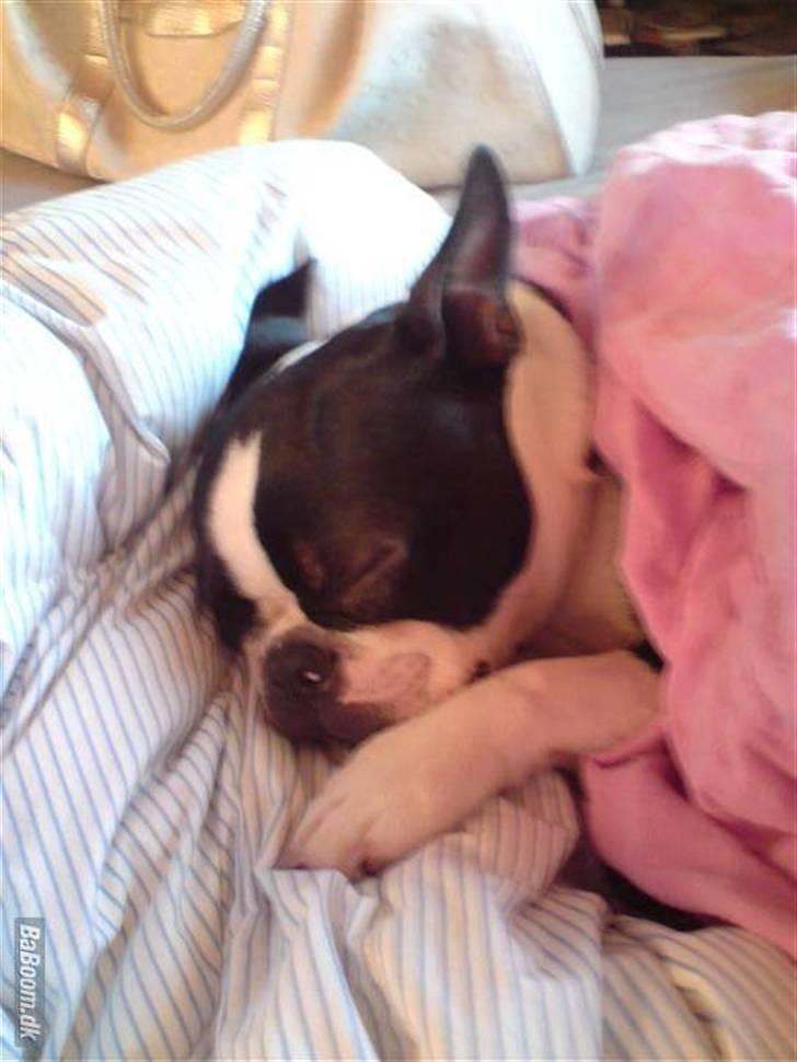 Boston terrier Tim billede 16