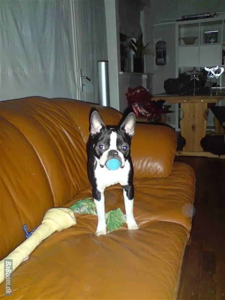 Boston terrier Tim billede 17