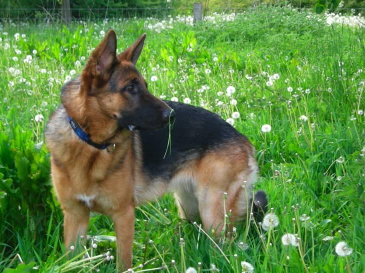 Schæferhund Silke R.I.P. mors engel billede 17