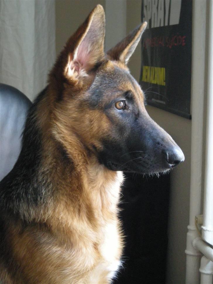 Schæferhund Silke R.I.P. mors engel - Holder øje med alt der sker på vejen.. billede 18