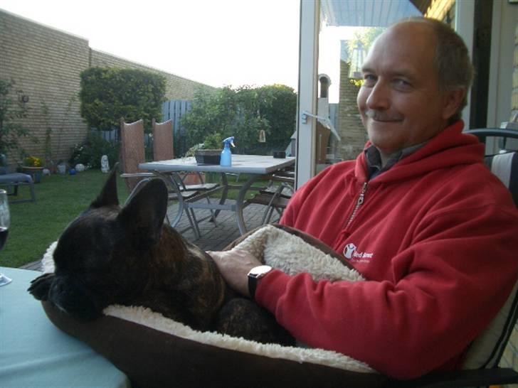 Fransk bulldog Robert2 - Min farmand er bare SÅ glad for mig :-) billede 15