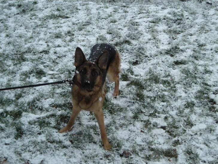 Schæferhund Silke R.I.P. mors engel - Silke det lille sne-uhyr billede 19