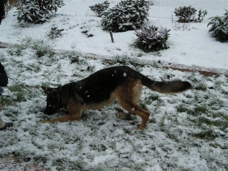 Schæferhund Silke R.I.P. mors engel - Silke elsker bare sneen.. billede 20