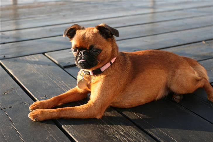 Petit basset griffon wendéen Lotus billede 1
