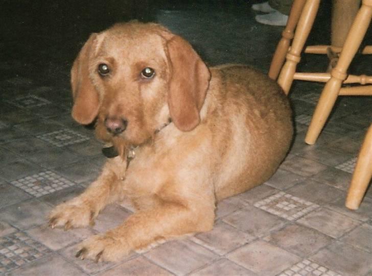 Basset fauve de bretagne Krauholt Kathleen billede 12