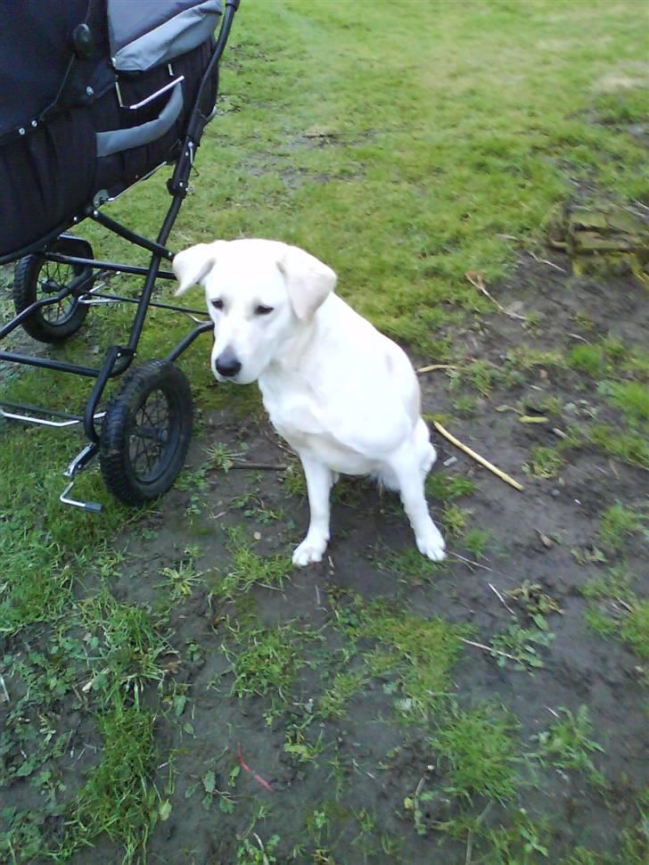 Blanding af racer wiwi billede 7