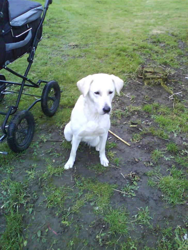 Blanding af racer wiwi billede 8