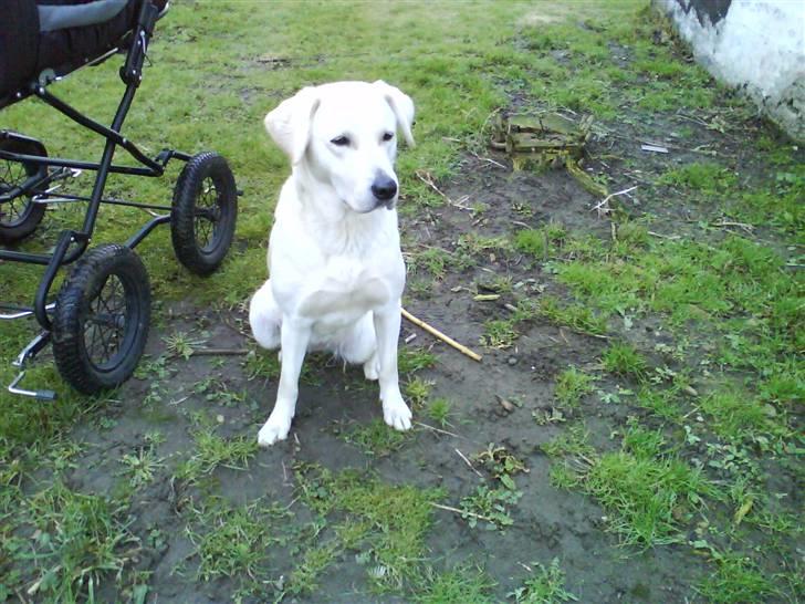 Blanding af racer wiwi billede 9